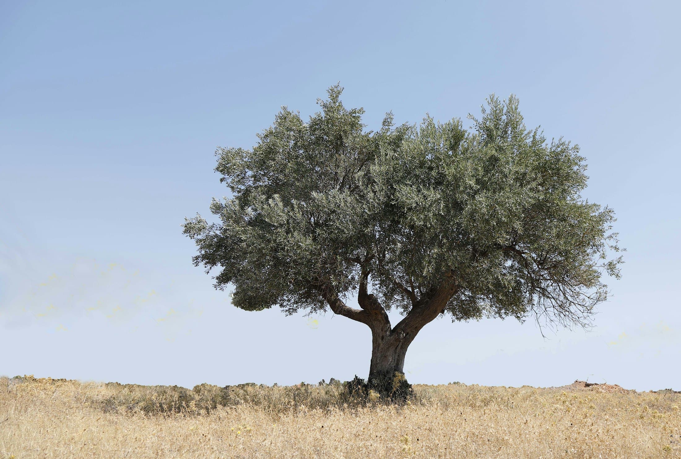 Olivo solitario en un campo bajo un cielo despejado