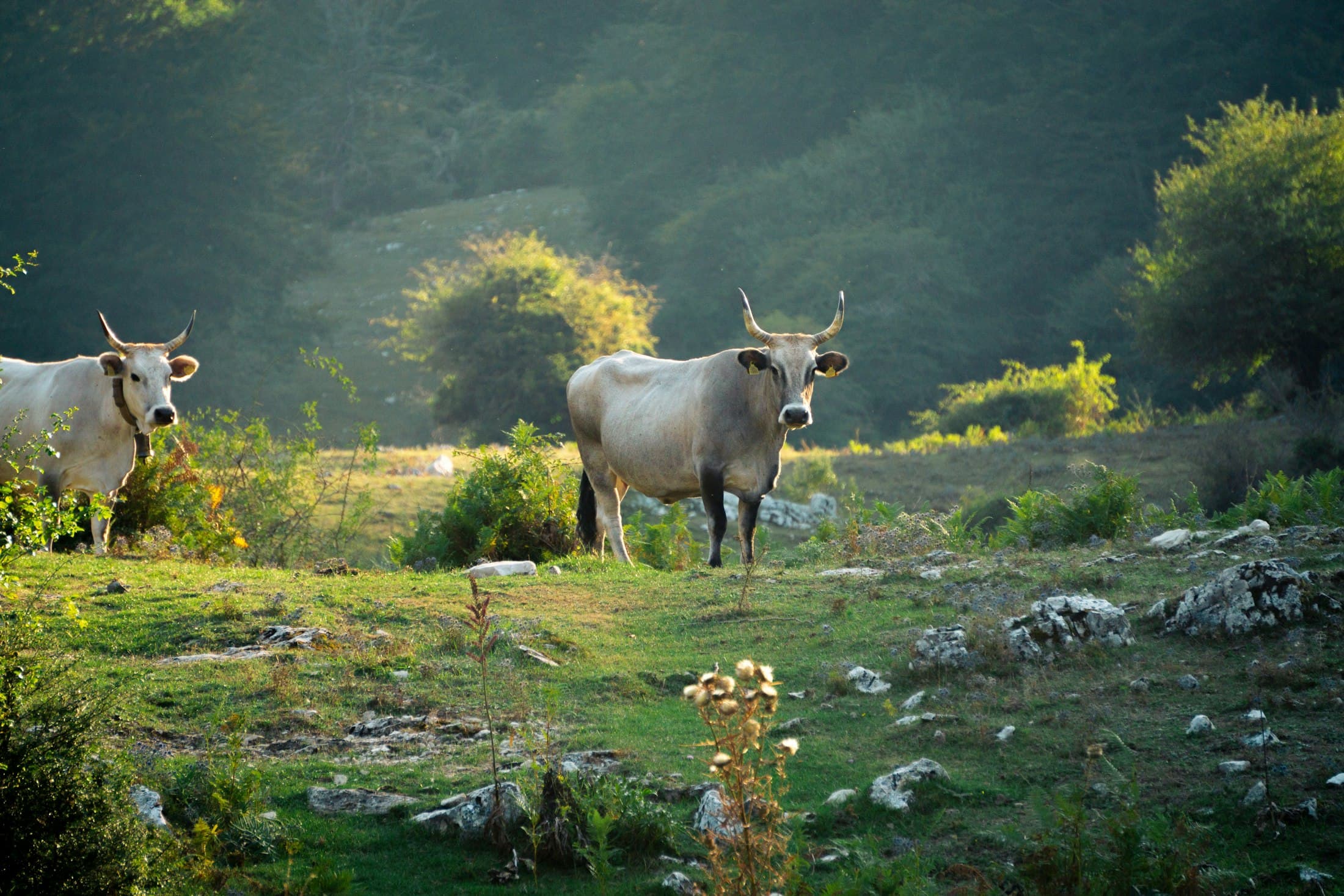 Vacas en una dehesa con cálida luz de atardecer