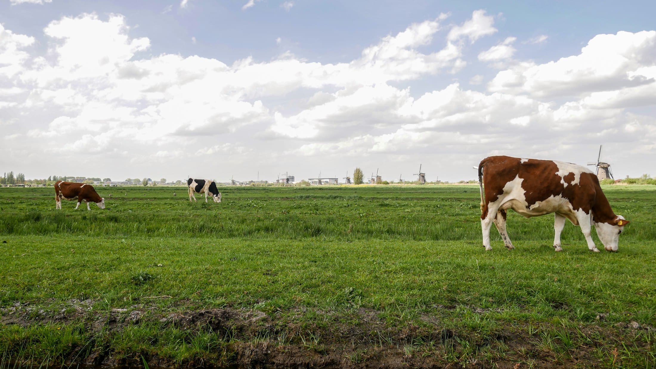 Vacas pastando en un prado verde con molinos al fondo